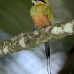 motmot_browed_turquoise_tar_v_0764_cos1097.jpg